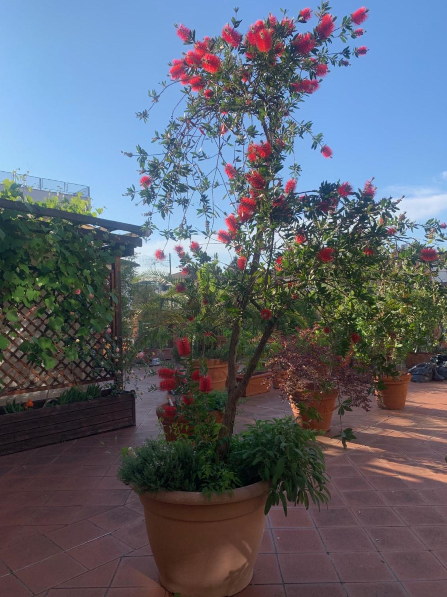 La Terrazza Da Ernestina Apartment